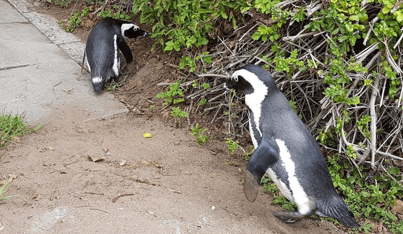 Südafrika, Pinguinstrand, Pinguin